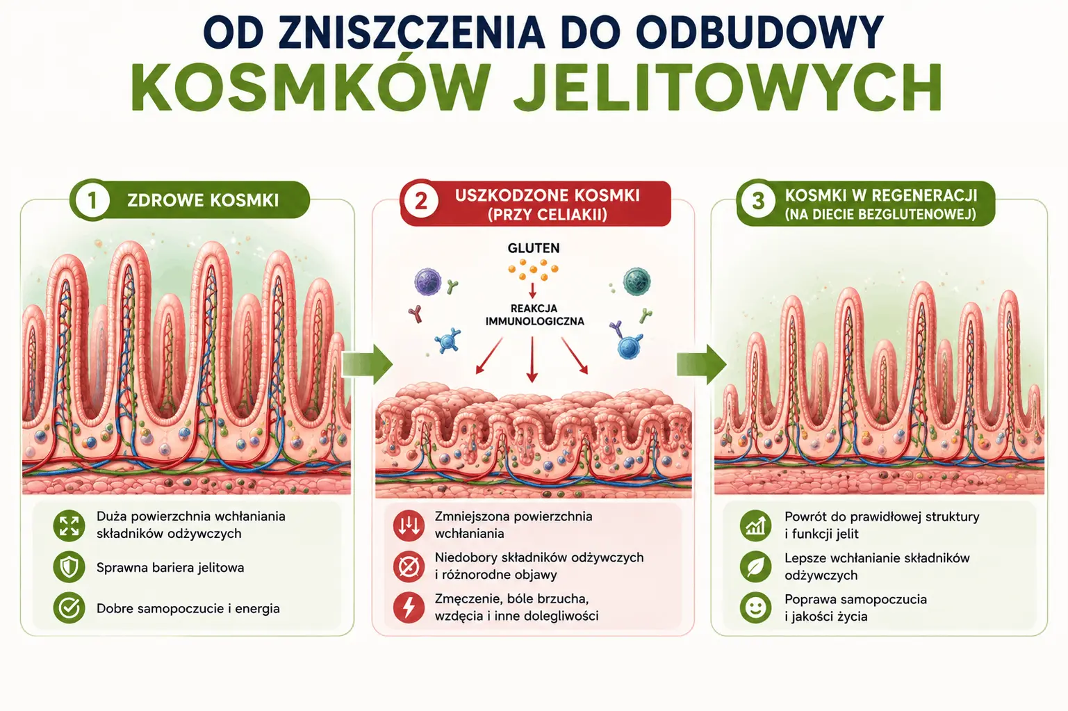 jak-odbudowac-kosmki-jelitowe